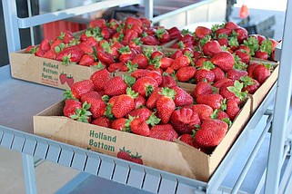 The strawberry crop at Holland Bottom in Cabot came in early this year and were for sale Monday at the store's new drive-through on Monday, April 22, 2024.
